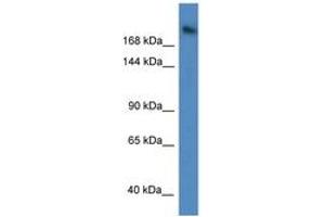 Image no. 1 for anti-WD Repeat Domain 87 (WDR87) (AA 810-859) antibody (ABIN6747581) (WDR87 antibody  (AA 810-859))