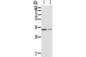 Western Blotting (WB) image for anti-Guanine Nucleotide Binding Protein (G Protein), beta Polypeptide 2-Like 1 (GNB2L1) antibody (ABIN2424032) (GNB2L1 antibody)