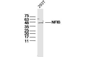 293T lysates probed with NFIB Polyclonal Antibody, Unconjugated  at 1:300 dilution and 4˚C overnight incubation. (Nfib/Nf1b2 (AA 1-100) antibody)