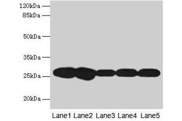 FKBP3 antibody  (AA 2-224)
