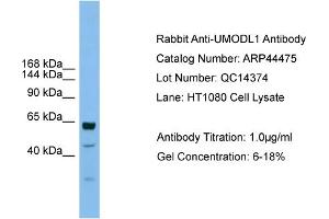 WB Suggested Anti-UMODL1  Antibody Titration: 0. (UMODL1 antibody  (Middle Region))