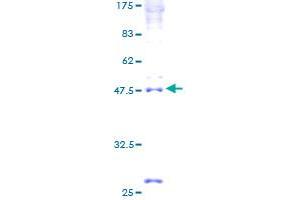 INSIG2 Protein (AA 1-225) (GST tag)