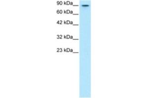 Western Blotting (WB) image for anti-V-Myb Myeloblastosis Viral Oncogene Homolog (Avian)-Like 2 (MYBL2) antibody (ABIN2463801) (MYBL2 antibody)