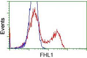 HEK293T cells transfected with either RC203478 overexpress plasmid (Red) or empty vector control plasmid (Blue) were immunostained by anti-FHL1 antibody (ABIN2453041), and then analyzed by flow cytometry. (FHL1 antibody)