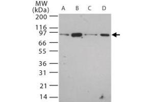 Western blot analysis of Tlr12 in 20 ug/lane of mouse (A) brain, (B) heart, (C) small intestine, (D) kidney tissue lysate. (TLR12 antibody  (AA 700-800))