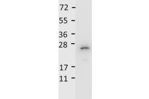 Recombinant mouse IL27/p28 was loaded at 0. (IL-27 antibody  (HRP))