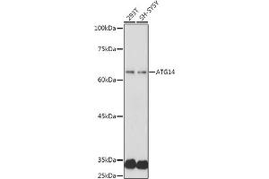 Western blot analysis of extracts of various cell lines, using  antibody (ABIN6131258, ABIN6137246, ABIN6137247 and ABIN6223428) at 1:1000 dilution. (ATG14 antibody  (AA 1-310))