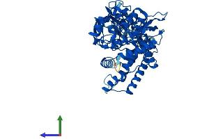 AlphaFold protein structure predicition of Mouse Recombinant Cyp2j5 Protein, UniprotID O54749 (CYP2J5 Protein (AA 1-501) (His tag))