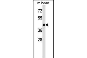 B Antibody (C-term) (ABIN657780 and ABIN2846754) western blot analysis in mouse heart tissue lysates (35 μg/lane).