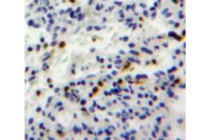 Used in DAB staining on fromalin fixed paraffin-embedded spleen tissue (GZMH antibody  (AA 19-246))