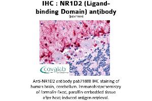 Image no. 1 for anti-Nuclear Receptor Subfamily 1, Group D, Member 2 (NR1D2) antibody (ABIN1737500) (NR1D2 antibody)