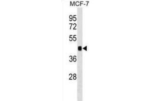 Western Blotting (WB) image for anti-Immediate Early Response 5 (IER5) antibody (ABIN2999398)