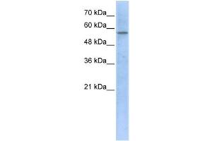 Western Blotting (WB) image for anti-3-Hydroxy-3-Methylglutaryl-CoA Synthase 1 (Soluble) (HMGCS1) antibody (ABIN2459210) (HMGCS1 antibody)