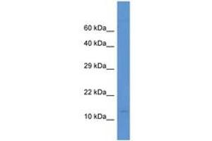 Image no. 1 for anti-Pterin-4 alpha-Carbinolamine Dehydratase/dimerization Cofactor of Hepatocyte Nuclear Factor 1 alpha (TCF1) 2 (PCBD2) (AA 30-79) antibody (ABIN6746839)