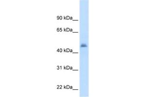 Western Blotting (WB) image for anti-Cytochrome P450, Family 3, Subfamily A, Polypeptide 7 (CYP3A7) antibody (ABIN2462477) (CYP3A7 antibody)