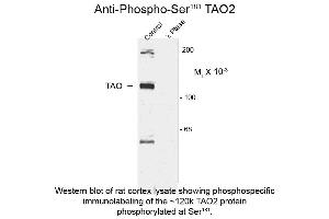 Western blot of Anti-TAO2 pS181 (Rabbit) Antibody - 600-401-E41 Western Blot of Rabbit anti-TAO2 pS181 antibody.