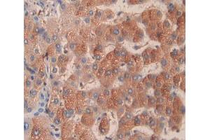 #VALUE! (TRAPPC2 antibody  (AA 1-140))