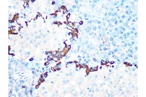 Immunohistochemistry of paraffin-embedded rat pancreas using GLP-1 Rabbit mAb (ABIN7267392) at dilution of 1:100 (40x lens). (Glucagon antibody)