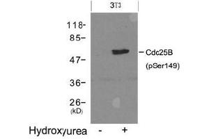 Western blot analysis of extracts from 3T3 cells untreated (lane 1) or treated with Hydroxyurea (lane 2) using Cdc25B (Phospho-Ser149).