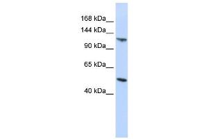 HERC5 antibody used at 1 ug/ml to detect target protein.