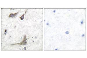 Immunohistochemistry (IHC) image for anti-Prostaglandin-Endoperoxide Synthase 1 (Prostaglandin G/H Synthase and Cyclooxygenase) (PTGS1) (C-Term) antibody (ABIN1848483) (PTGS1 antibody  (C-Term))