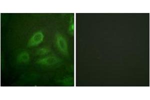 Immunofluorescence analysis of HeLa cells, using DRP-2 (Phospho-Thr514) Antibody. (DRP2 antibody  (pThr514))