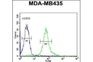 BACH2 Antibody (C-term) (ABIN654092 and ABIN2843978) flow cytometric analysis of MDA-M cells (right histogram) compared to a negative control cell (left histogram). (BACH2 antibody  (C-Term))