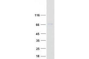 Validation with Western Blot (BIRC2 Protein (Myc-DYKDDDDK Tag))