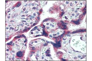 Immunohistochemistry Image: Human Placenta: Formalin-Fixed, Paraffin-Embedded (FFPE) (FMR1 antibody  (C-Term, Internal Region))