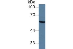 Rabbit Detection antibody from the kit in WB with Positive Control: Sample Rat serum. (Sonic Hedgehog ELISA Kit)