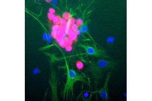 Rat brain neural cultures stained with RBFOX3 / NEUN antibody (red), chicken polyclonal antibody to GFAP (green) and DNA (blue). (NeuN antibody)