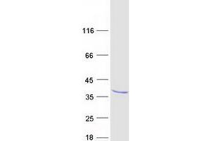 RAS-Like, Family 12 (RASL12) protein (Myc-DYKDDDDK Tag)