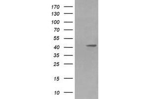 Image no. 6 for anti-Mitogen-Activated Protein Kinase Kinase 1 (MAP2K1) antibody (ABIN1499394) (MEK1 antibody)