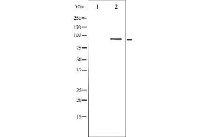Western blot analysis of STAT5B phosphorylation expression in RAW264. (STAT5B antibody  (pSer731))