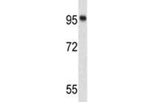 Western blot analysis of Nucleolin antibody and 293 lysate. (Nucleolin antibody)