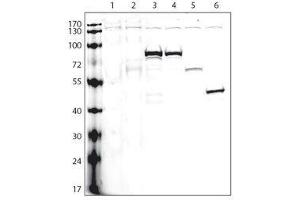 Lanes: 1: non-transfected cells; 2: V5-tagged empty plasmid; and V5-tagged proteins: 3-A, 4-B, 5-C, 6-D; Data courtesy of Dr. (V5 Epitope Tag antibody)