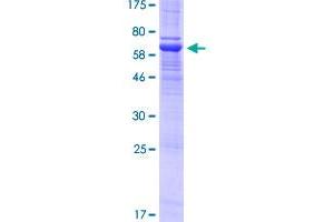 PTPRF Protein (GST tag)