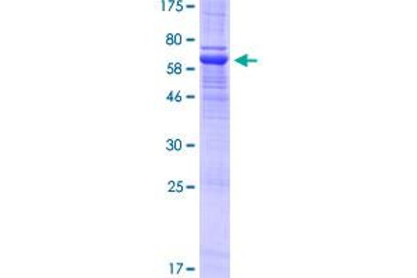 PTPRF Protein (GST tag)