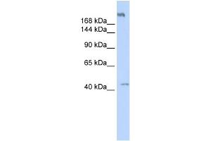 WB Suggested Anti-POLR3A Antibody Titration:  0. (POLR3A antibody  (Middle Region))
