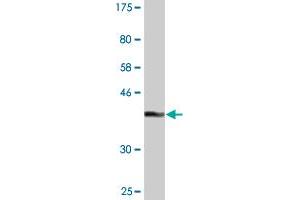 Western Blot detection against Immunogen (39. (Glutaredoxin 2 antibody  (AA 1-124))