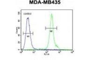 ZBBX Antibody (N-term) flow cytometric analysis of MDA-MB435 cells (right histogram) compared to a negative control cell (left histogram).