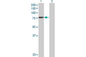 Western Blot analysis of POR expression in transfected 293T cell line by POR MaxPab polyclonal antibody. (POR antibody  (AA 1-680))