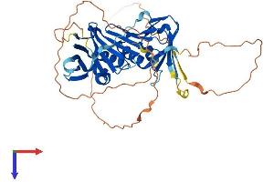 AlphaFold protein structure predicition of Human Recombinant RAD9B Protein, UniprotID Q6WBX8