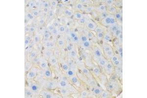 Immunohistochemistry of paraffin-embedded mouse liver using KIAA1456 antibody (ABIN2563549) at dilution of 1:200 (40x lens). (KIAA1456 antibody)