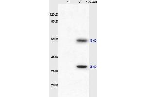 IGJ antibody  (AA 45-70)