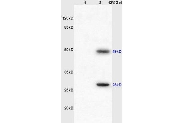IGJ antibody  (AA 45-70)
