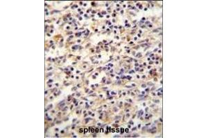 IGF2BP2 Antibody (C-term) (ABIN654086 and ABIN2843974) immunohistochemistry analysis in formalin fixed and paraffin embedded human spleen tissue followed by peroxidase conjugation of the secondary antibody and DAB staining. (IGF2BP2 antibody  (C-Term))