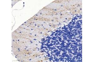 Immunohistochemistry analysis of paraffin-embedded mouse cerebellum using,SPTBN2 (ABIN7075698) at dilution of 1: 2000 (Spectrin, Beta, Non-erythrocytic 2 (SPTBN2) antibody)