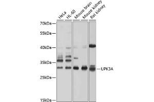 Western blot analysis of extracts of various cell lines, using UPK3A antibody (ABIN6128904, ABIN6149950, ABIN6149951 and ABIN6214142) at 1:1000 dilution. (Uroplakin 3A antibody  (AA 19-207))