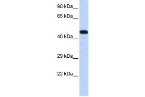Western Blotting (WB) image for anti-A Kinase (PRKA) Anchor Protein 5 (AKAP5) antibody (ABIN2458236) (AKAP5 antibody)